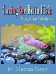 Betta Lovers Guide